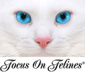 Focus on Felines Professional Grooming Products for Cats