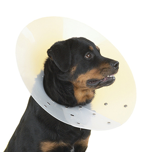Proguard Elizabethan Collars with snaps for dogs and cats