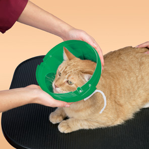 Smart Practice Green E-Coller for Cats and small dogs
